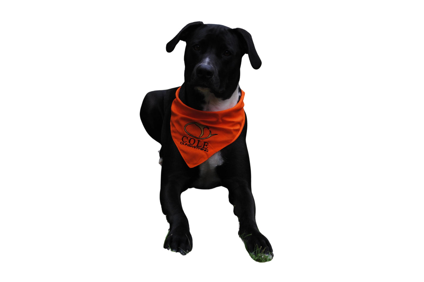 Cole Dog Bandana